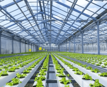 hydroponics