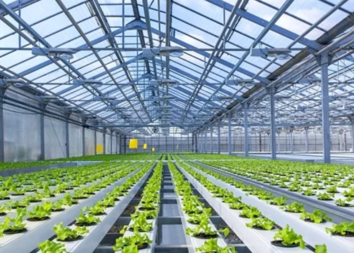hydroponics