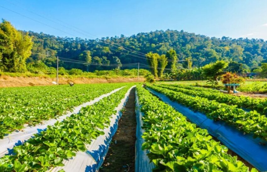 farmland-Freepik